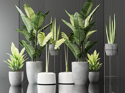 Modern Indoor Bonsai Plants In Various Ceramic And Concrete Planters With Lush Green Leaves 3d model