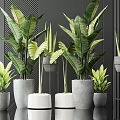 Modern Indoor Bonsai Plants In Various Ceramic And Concrete Planters With Lush Green Leaves