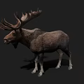 Large Antlered Moose With Brown Fur And White Legs In Dark Background