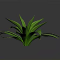 Lush Green Leafy Plant With Vibrant Shiny Leaves On Dark Background