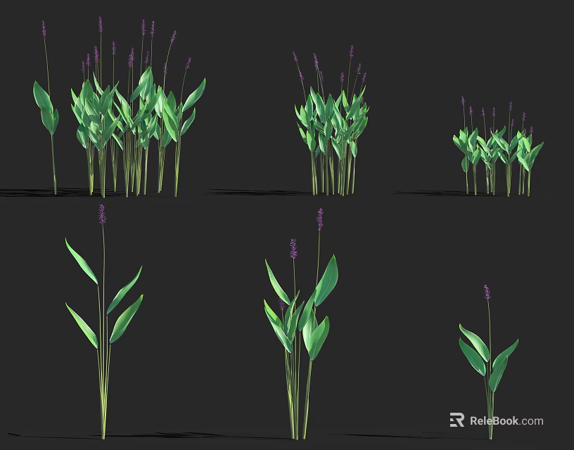 Fresh Purple Flowers with Green Leaves in Different Heights Multiple Plants on Black Background 3d model 