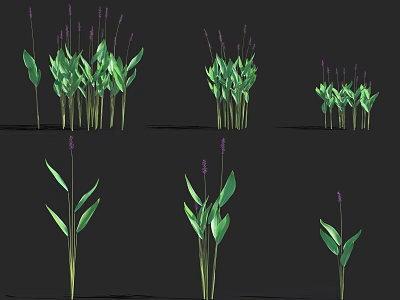 Fresh Purple Flowers with Green Leaves in Different Heights Multiple Plants on Black Background 3d model