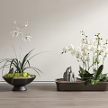 Bonsai Potted Plants With White Flowers Green Leaves In Black Rectangular Pots On Wooden Floor