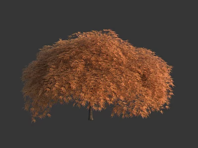 Umbrella Shaped Deciduous Tree With Lush Orange Brown Autumn Foliage And Full Canopy 3d model