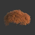 Umbrella Shaped Deciduous Tree With Lush Orange Brown Autumn Foliage And Full Canopy