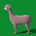 Adorable Light Pink Alpaca With Fluffy Fur Standing On Green Background