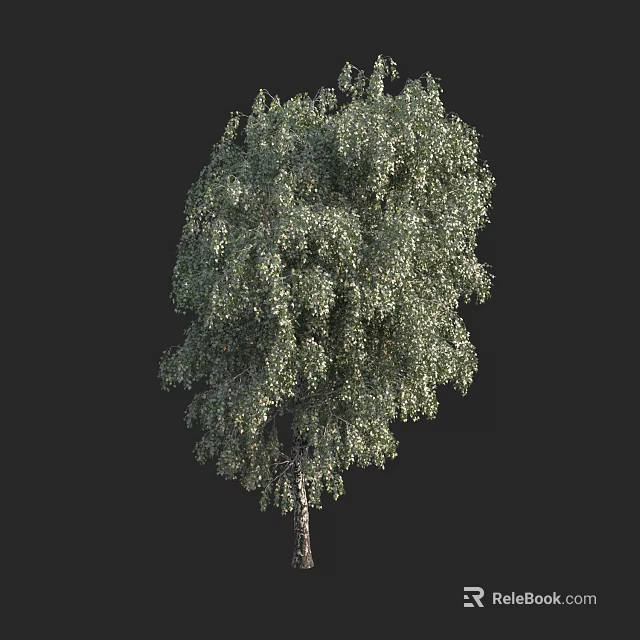 Tall Birch Arbor With Lush Green Foliage And Slender Trunk In Natural View 3d model 