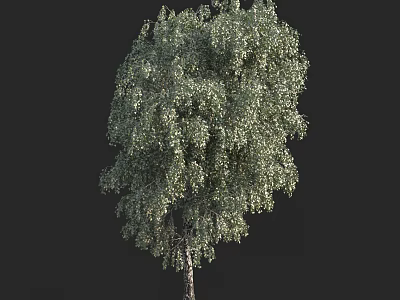 Tall Birch Arbor With Lush Green Foliage And Slender Trunk In Natural View 3d model