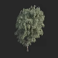Tall Birch Arbor With Lush Green Foliage And Slender Trunk In Natural View
