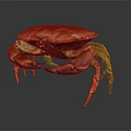 Red Cooked Crab With Shiny Shell And Large Claws On Dark Background With Reflection