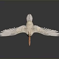 White Pelican Spreading Wings on Dark Reflective Surface with Soft Lighting 3d model