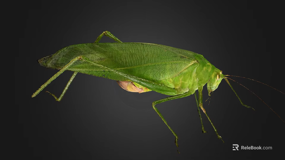 Green Grasshopper Close Up View With Large Wings Long Slender Legs On Black Background 3d model 