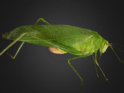 Green Grasshopper Close Up View With Large Wings Long Slender Legs On Black Background 3d model
