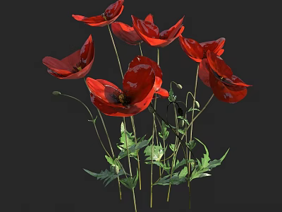 Vibrant Red Poppies With Green Leaves And Stems Botanical Floral 3d model