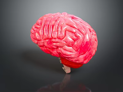 3D Anatomical Human Brain Model Medical Device For Medical Education And Research 3d model