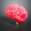 3D Anatomical Human Brain Model Medical Device For Medical Education And Research