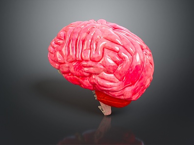 Human Brain Human Brain Structure Head Planer Face Human Head Planer Face Human Brain Planer Face Structure 3d model