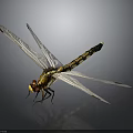 Dragonfly With Transparent Wings Red Eyes And Yellow Black Body On Dark Background 3d model