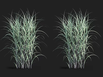 Vibrant Green Aquatic Plants With Long Slender Leaves Growing In Clusters 3d model