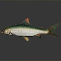 Vibrant Aquatic Fish With Green White Body And Orange Fins On Gray Background