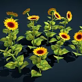 Beautiful Vibrant Yellow Sunflowers With Green Leaves In Full Bloom