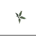Variegated Indoor Plant with Green and White Patterned Long Slender Leaves in Bright Light