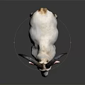 White Goat With Curved Horns Red Ears And Black Legs On Gray Background