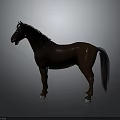 Brown Horse With Black Mane And Tail Standing On Gray Background With White Hooves