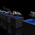 Multiple Educational Medical Anatomical Skull Specimens on Blue Display Stands Black Background
