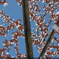 Cherry Blossom Tree Blooming with Pink Flowers Person Standing Beside on Paved Plaza Showing Height