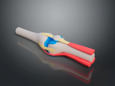 3D Knee Joint Anatomy Model With Ligaments Cartilage And Muscle Tissues 3d model