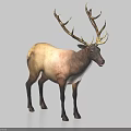 Standing Elk With Large Antlers And Light Brown Coat Against Light Blue Background
