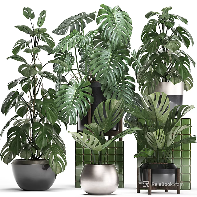 Lush Green Potted Plants with Large Monstera Leaves and Ceramic Metal Pots Arranged on Shelves 3d model 