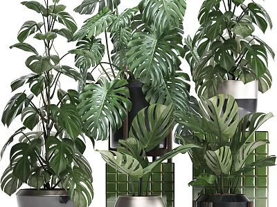 Lush Green Potted Plants with Large Monstera Leaves and Ceramic Metal Pots Arranged on Shelves 3d model