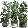 Lush Green Potted Plants with Large Monstera Leaves and Ceramic Metal Pots Arranged on Shelves
