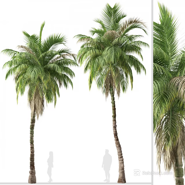 Tall Palm Trees With Lush Green Fronds And Trunk Details In Multiple Natural Views 3d model 
