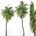 Tall Palm Trees With Lush Green Fronds And Trunk Details In Multiple Natural Views