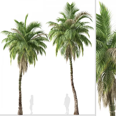 Tall Palm Trees With Lush Green Fronds And Trunk Details In Multiple Natural Views 3d model