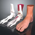 Ankle Anatomical Model Showing Skeleton Muscles Ligaments And Skin Structure Details