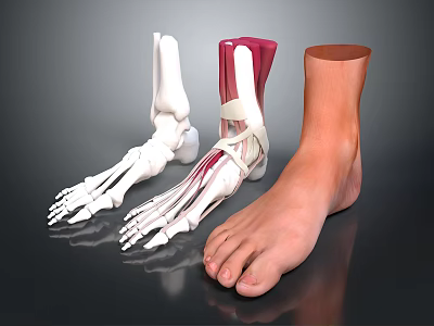Ankle Anatomical Model Showing Skeleton Muscles Ligaments And Skin Structure Details 3d model