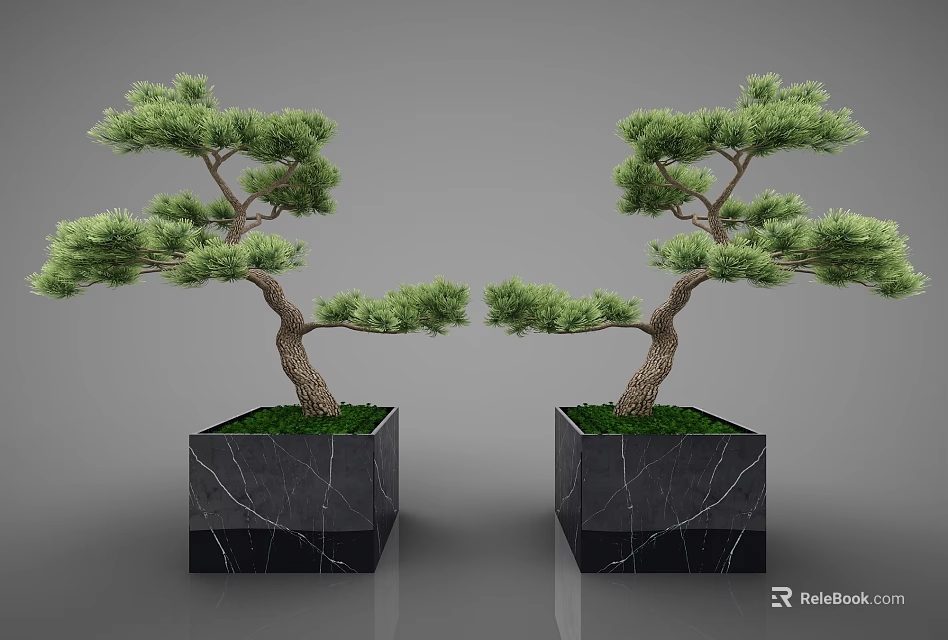 Two Pine Bonsai Trees In Black Marble Planters With Cracked Texture Against Gray Background 3d model 