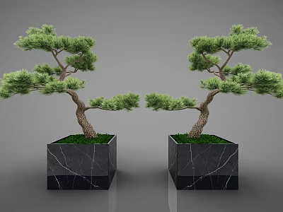 Two Pine Bonsai Trees In Black Marble Planters With Cracked Texture Against Gray Background 3d model