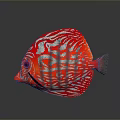Vibrant Red And White Striped Discus Fish With Circular Shape In Dark Background