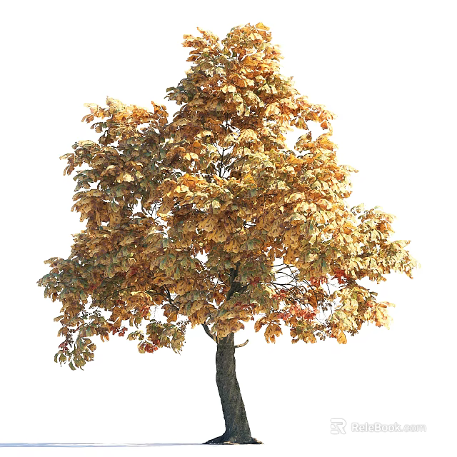 Tall Deciduous Arbor with Golden Yellow Fall Leaves and Dark Trunk 3d model 