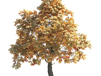 Tall Deciduous Arbor with Golden Yellow Fall Leaves and Dark Trunk 3d model