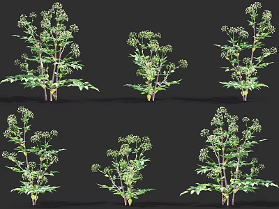 Various Green Flowering Herb Plants With Lush Leaves And Small White Blooms Showcase 3d model