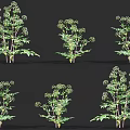 Various Green Flowering Herb Plants With Lush Leaves And Small White Blooms Showcase