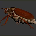 Red And Brown Beetle With Red Legs And Antennae On Gray Background