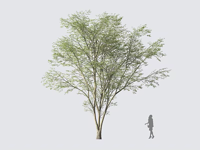 Tall Arbor With Green Leaves And Spreading Branches Person Standing Nearby Against Light Background 3d model