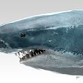 Modern Shark Great White Shark 3d model